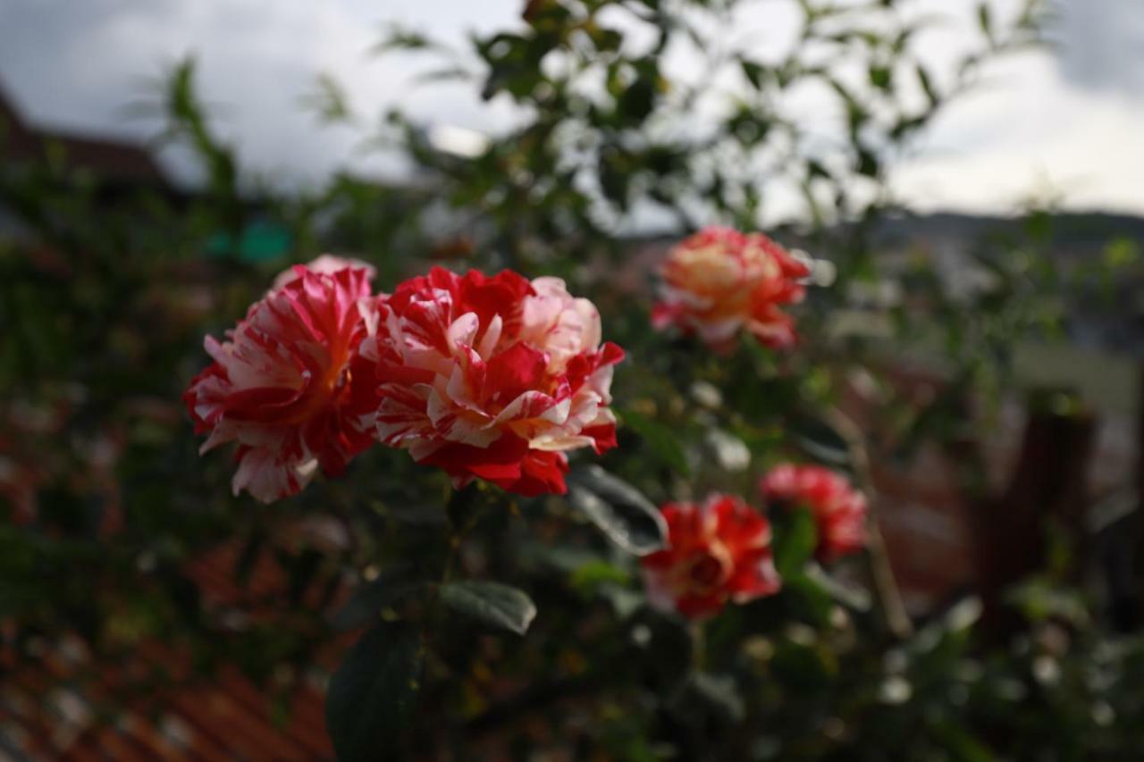 Homestay Doc Tinh Da Lat Esterno foto